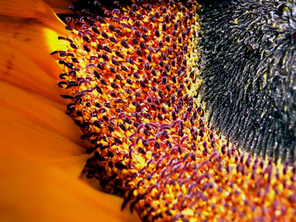 Tournesol (Helianthus annuus)