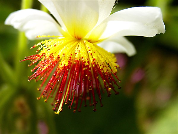 African hemp (Sparmannia africana)
