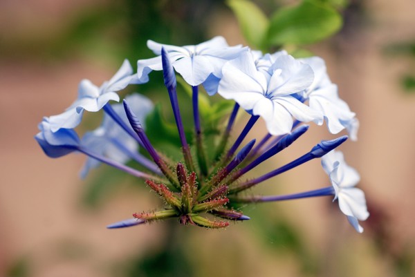 Fleur de Plumbago auriculata