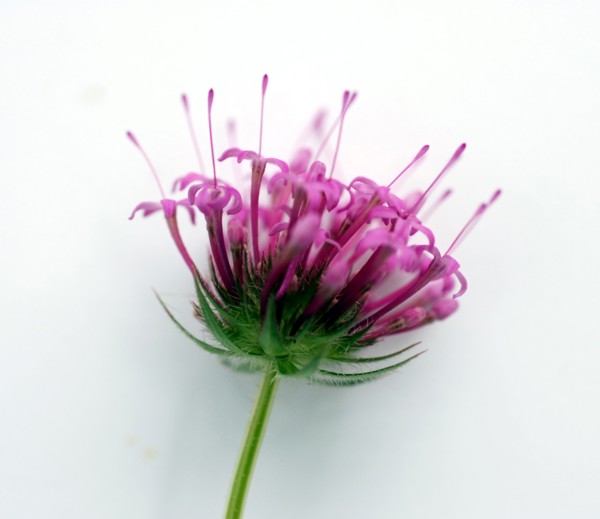 Phuopsis stylosa (crosswort)