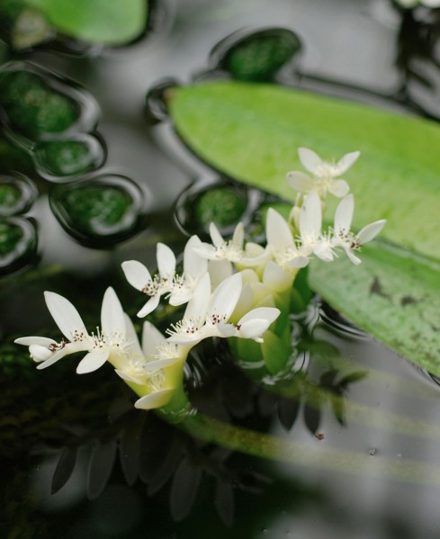 Aponogeton distachyos (water hawthorn)