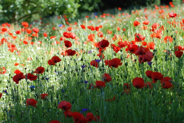 Champ de Coquelicots