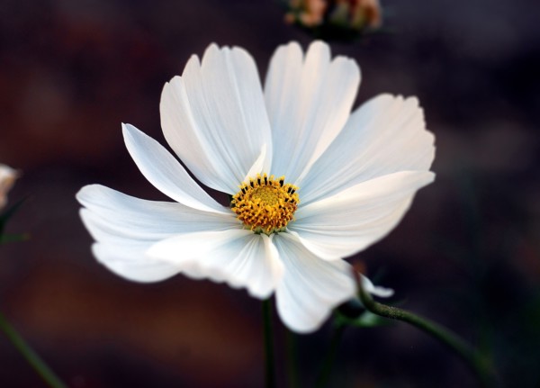 Cosmos blanc