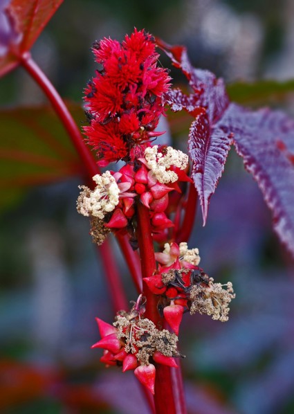 Ricin commun "Carmencita rouge"