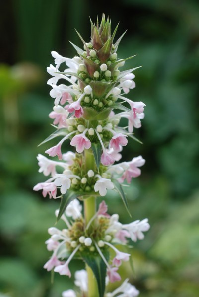 Morina longifolia