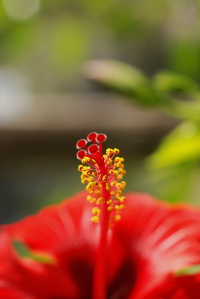 Hibiscus Rose de Chine