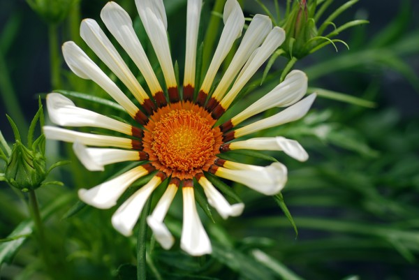 Gazania rigens ‘Kiss Frosty White’