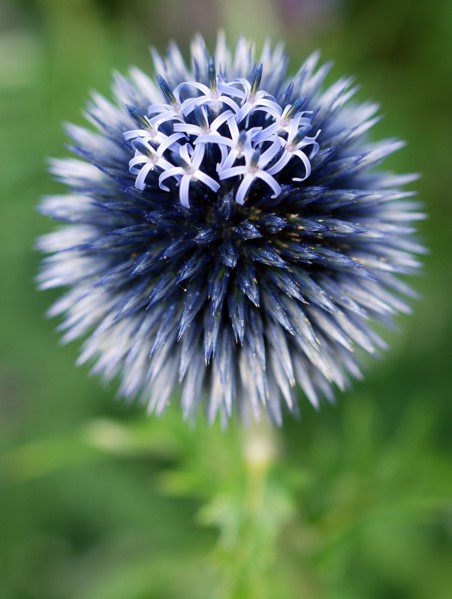 Ail d'ornement bleu