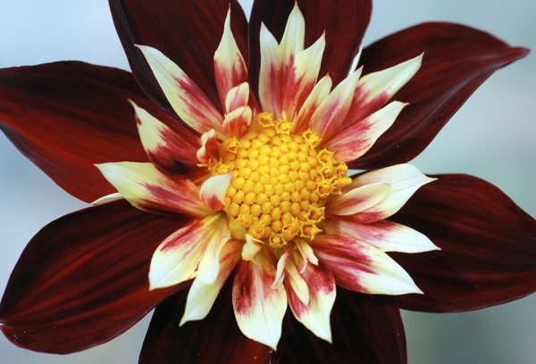 Dahlia "Chimborazo".