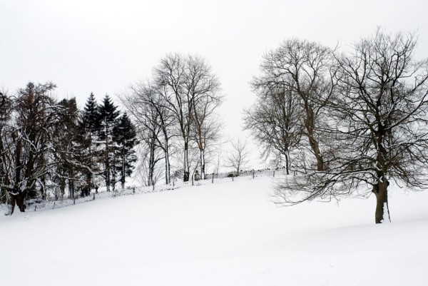 Chedworth natural reserve in winter