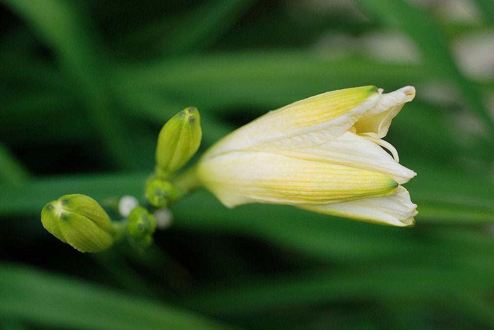 Daylily