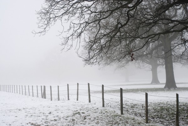 Snowy undergrowth