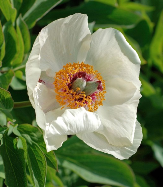 White Peony