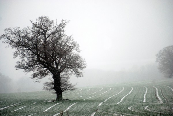 Brouillard dans un parc anglais du Norfolk