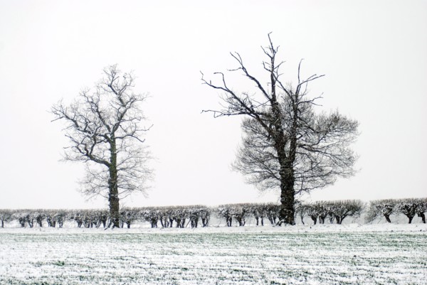 Snowy landscape