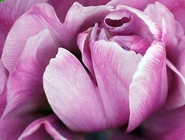 Tulipe rose