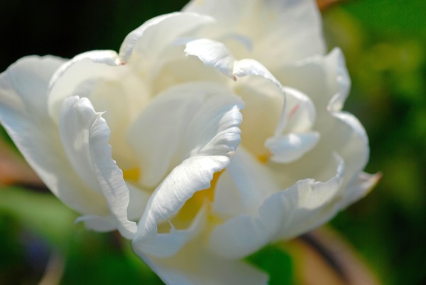 White Tulip