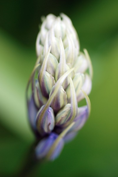 Jacinthe des bois