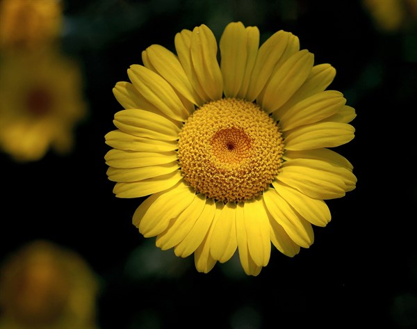 Anthemis