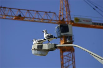Two seagulls get a bird's-eye view of the construction site in Greenpoint, Cape Town which will