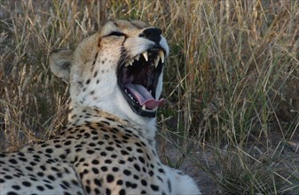 Cheetah teeth
\n
