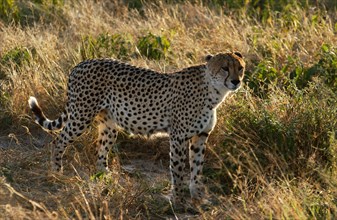 Cheetah in dry grass
\n
