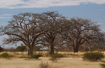 Three Africa Chestnut trees
\n