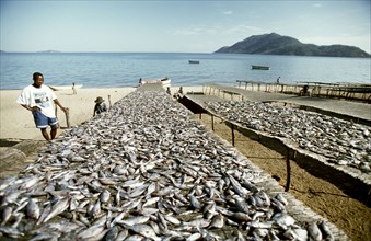 Drying fish
\n
\n