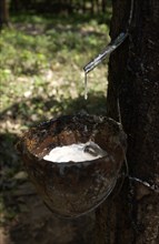 Collecting rubber sap.
\n