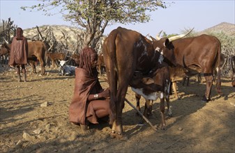 Himba woman milking a cow
\n
