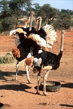 Male Ostrich
\n