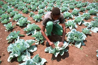 Inspecting Cabbages
\n