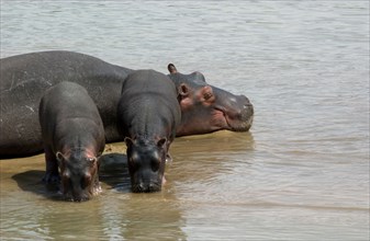 Twin Hippos
\n