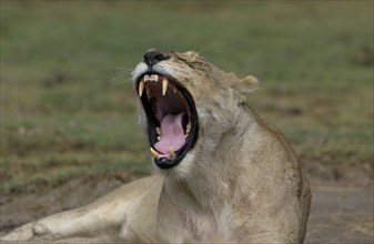 Lions teeth
\n