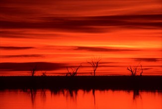 Red sunset Chobe River
\n