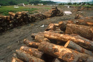 Illegal clearing of an indigenous yellowwood forest