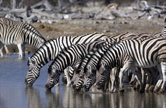 Zebras Drinking
\n