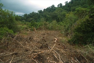 Illegal clearing of indigenous yellowwood forests