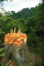 Giant yellowwood felled