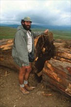 Illegal felling of yellowwoods