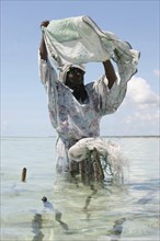 Zanzibar, April 2006, A women preparing to plant seaweed at low tide at the east coat village of
