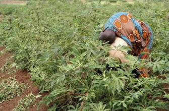 Burundi, A woman with child on her back working in casava plantations outside the capital,