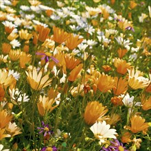 NAMAQUALND FLOWERS, SOUTH AFRICA