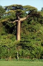 BAOBAB TREE, MADAGASCAR