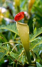 PITCHER PLANT, MADAGASCAR