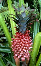 WILD PINEAPPLE, SEYCHELLES