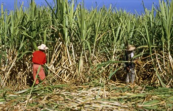 SUGAR CANE CUTTER, REUNION