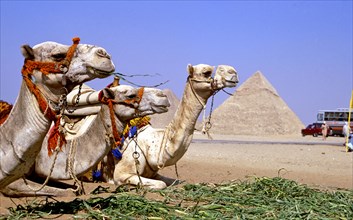 THREE TETHERED CAMELS AT GIZA, EGYPT