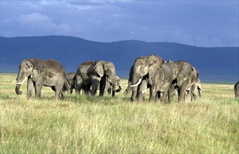 ELEPHANT HERD, NOGORONGORO CRATER, TANZANIA