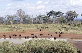 BUFFALO HERD AT TREETOP, ABEDARES, KENYA